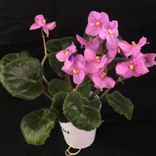 Load image into Gallery viewer, &quot;Alice in Wonderland&quot; African Violet- 2&quot; LIVE PLANT
