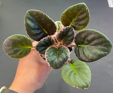 Load image into Gallery viewer, &quot;Impostor&quot; African Violet- 2&quot; LIVE PLANT
