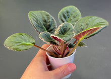 Load image into Gallery viewer, &quot;Impostor&quot; African Violet- 2&quot; LIVE PLANT
