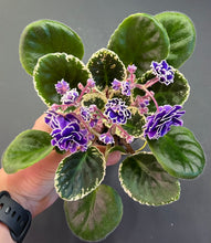 Load image into Gallery viewer, &quot;Hunter&#39;s Credence&quot; African Violet- 2&quot; LIVE PLANT
