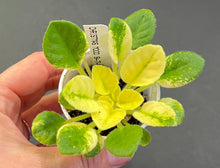Load image into Gallery viewer, &quot;Christmas Mood&quot; African Violet- 2&quot; LIVE PLANT
