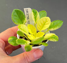 Load image into Gallery viewer, &quot;Christmas Mood&quot; African Violet- 2&quot; LIVE PLANT
