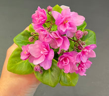 Load image into Gallery viewer, &quot;Little Miss Muffet&quot; African Violet- 2&quot; LIVE PLANT
