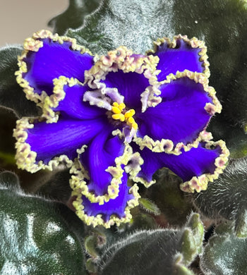 Standard Varieties – Appalachian Violets