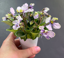 Load image into Gallery viewer, &quot;Hunter&#39;s Viper&quot; African Violet- 2&quot; LIVE PLANT
