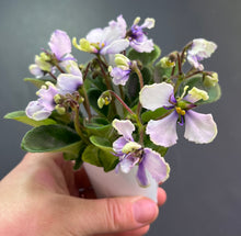 Load image into Gallery viewer, &quot;Hunter&#39;s Viper&quot; African Violet- 2&quot; LIVE PLANT
