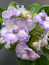 Load image into Gallery viewer, &quot;Rip Van Winkle&quot; African Violet- 2&quot; LIVE PLANT
