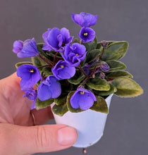 Load image into Gallery viewer, "Rob's Twinkle Blue" African Violet- 2" LIVE PLANT
