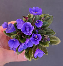 Load image into Gallery viewer, "Rob's Twinkle Blue" African Violet- 2" LIVE PLANT
