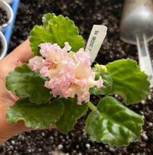 Load image into Gallery viewer, "AV-Aromat Dyni" African Violet- 2" LIVE PLANT

