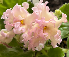 Load image into Gallery viewer, "AV-Aromat Dyni" African Violet- 2" LIVE PLANT

