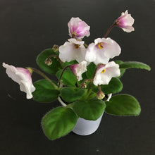 Load image into Gallery viewer, "Alan's White Feather SPORT" African Violet- 2" LIVE PLANT
