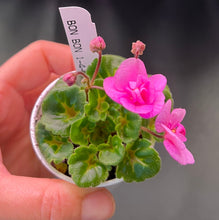 Load image into Gallery viewer, &quot;Bon-Bon&quot; African Violet- 2&quot; LIVE PLANT
