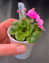Load image into Gallery viewer, &quot;Bon-Bon&quot; African Violet- 2&quot; LIVE PLANT
