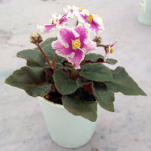 Load image into Gallery viewer, "Heritage Frolic" African Violet- 2" LIVE PLANT
