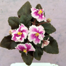 Load image into Gallery viewer, "Heritage Frolic" African Violet- 2" LIVE PLANT
