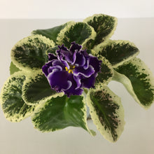 Load image into Gallery viewer, "Letnie Sumerki/ Summer Twilight" African Violet- 2" LIVE PLANT
