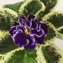 Load image into Gallery viewer, "Letnie Sumerki/ Summer Twilight" African Violet- 2" LIVE PLANT
