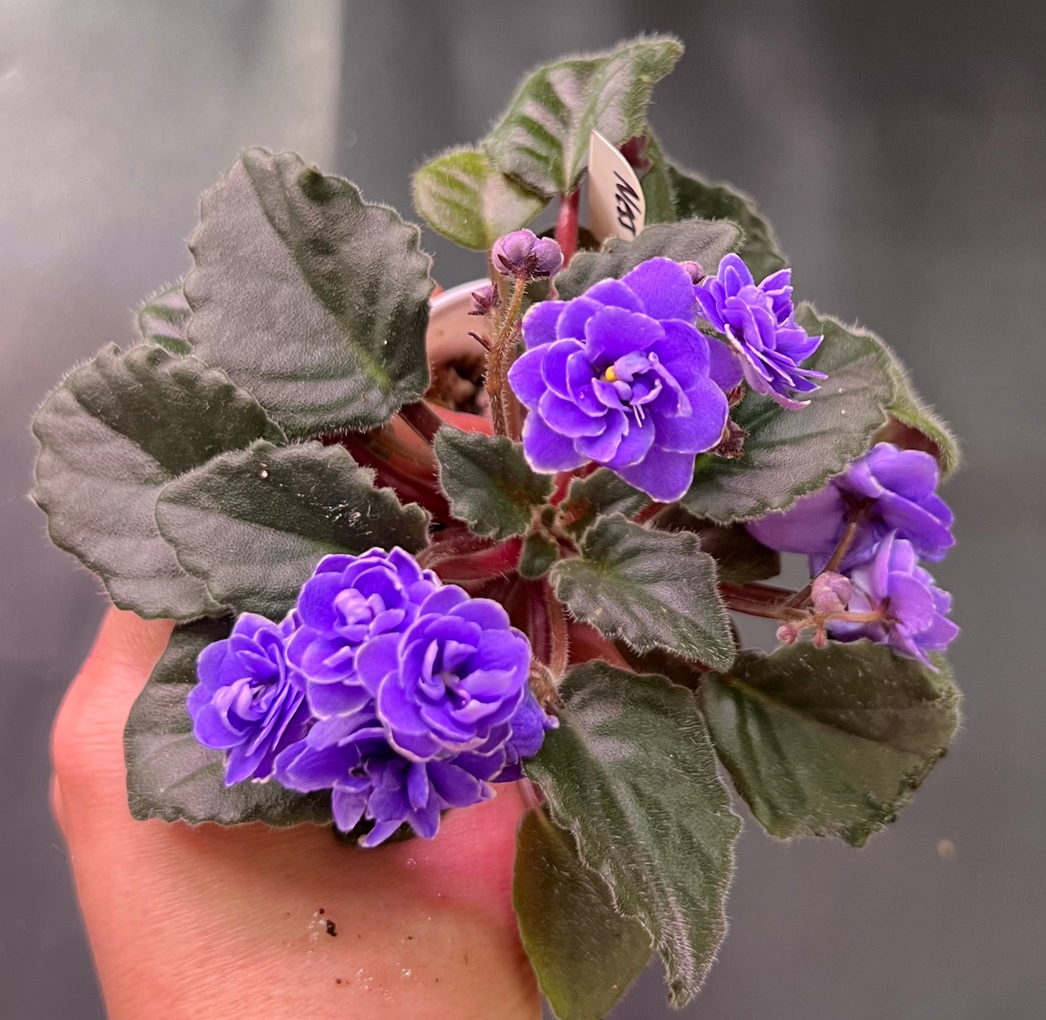 【OUTLET】SOLID MINIFAT 5.2 BlueかPurple IMG_8600_2092x.jpg?v=1735328642