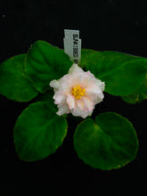 Load image into Gallery viewer, &quot;Sunkissed Rose&quot; African Violet- 2&quot; LIVE PLANT
