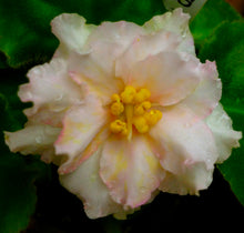 Load image into Gallery viewer, &quot;Sunkissed Rose&quot; African Violet- 2&quot; LIVE PLANT
