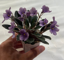 Load image into Gallery viewer, "Mac's Cameo Camelot" African Violet- 2" LIVE PLANT
