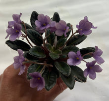 Load image into Gallery viewer, "Mac's Cameo Camelot" African Violet- 2" LIVE PLANT
