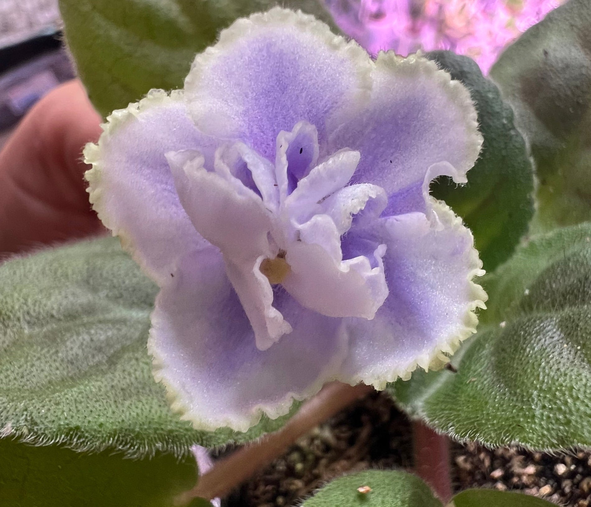 Products – Page 2 – Appalachian Violets