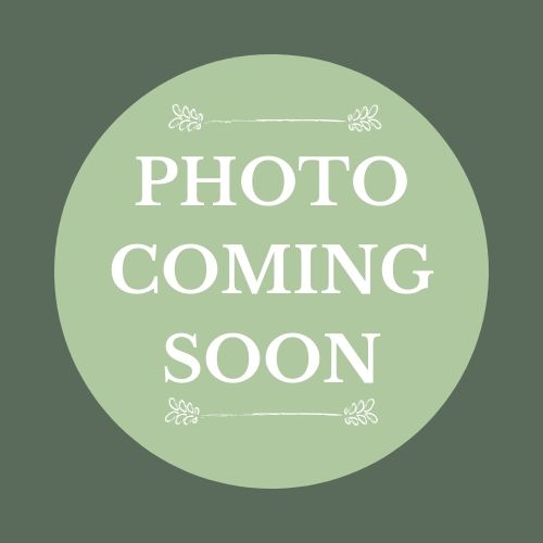 "Guelph's Dynamite" African Violet- 2" LIVE PLANT