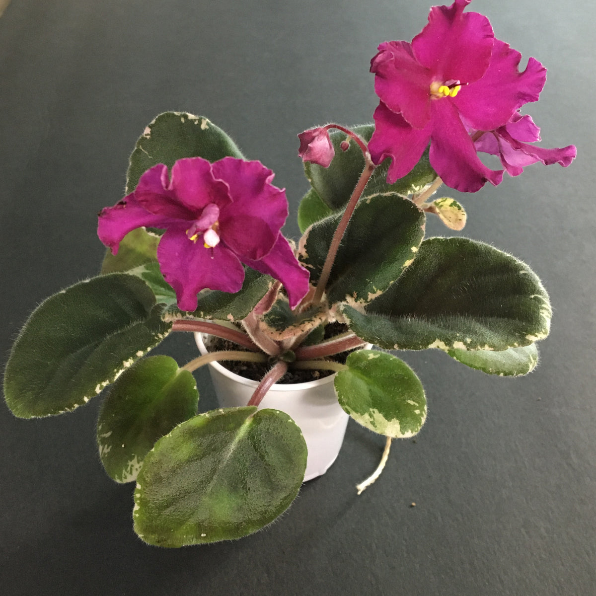 "Cajun's Hot to Trot" African Violet 2" LIVE PLANT Appalachian Violets
