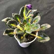 Load image into Gallery viewer, &quot;Baby Jay&quot; African Violet- 2&quot; LIVE PLANT
