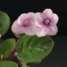 Load image into Gallery viewer, &quot;Allegro Epicenter&quot; African Violet- 2&quot; LIVE PLANT
