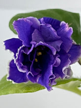 Load image into Gallery viewer, &quot;Cajun&#39;s Plum Crazy&quot; African Violet- 2&quot; LIVE PLANT
