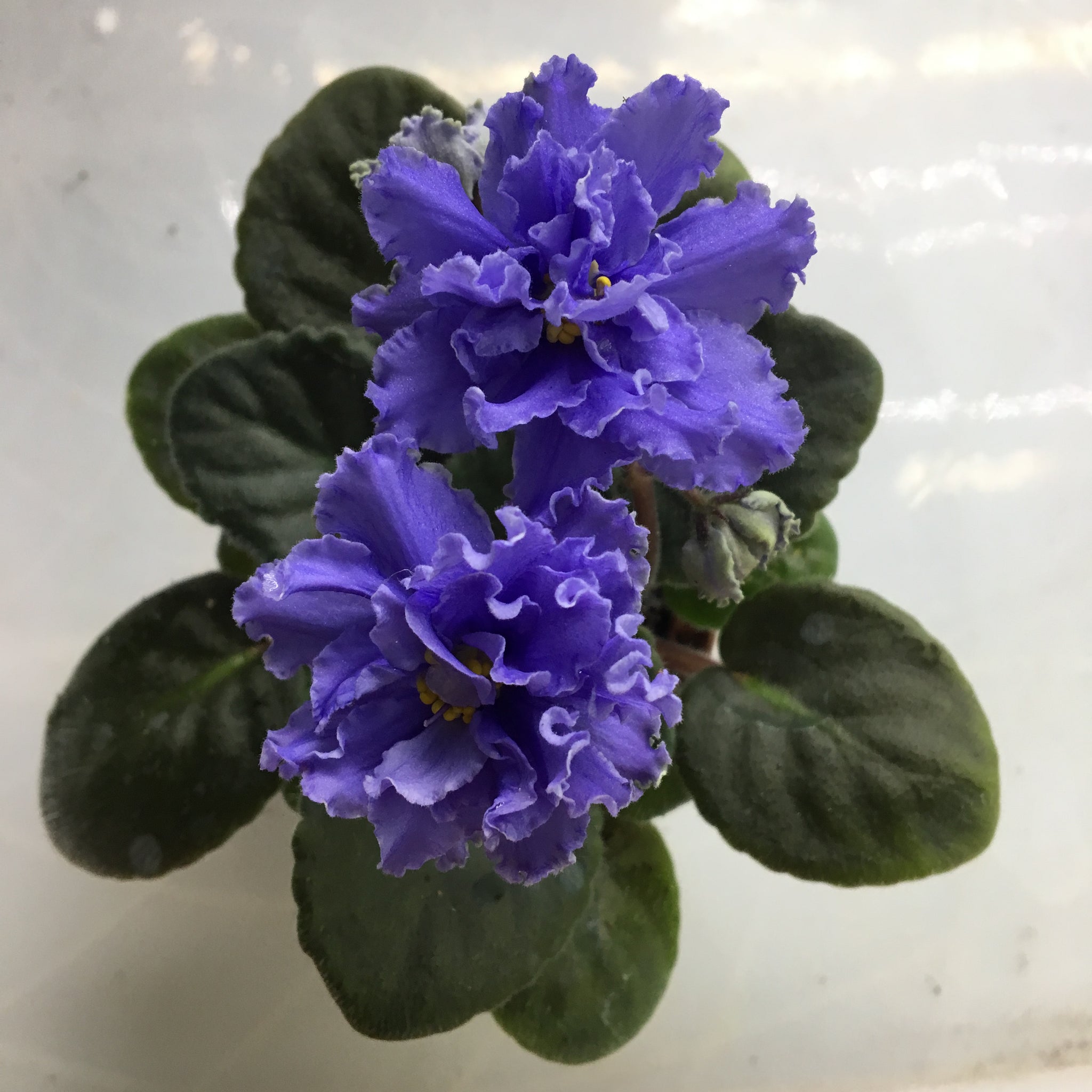 African Violet Jersey Snow Flakes 2 variegated leaves