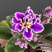 Load image into Gallery viewer, "Ness Grape Fizz" African Violet- 2" LIVE PLANT
