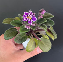 Load image into Gallery viewer, "Ness Grape Fizz" African Violet- 2" LIVE PLANT
