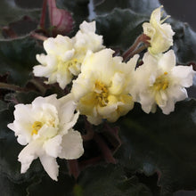 Load image into Gallery viewer, "Jolly Sunburst" African Violet- 2" LIVE PLANT
