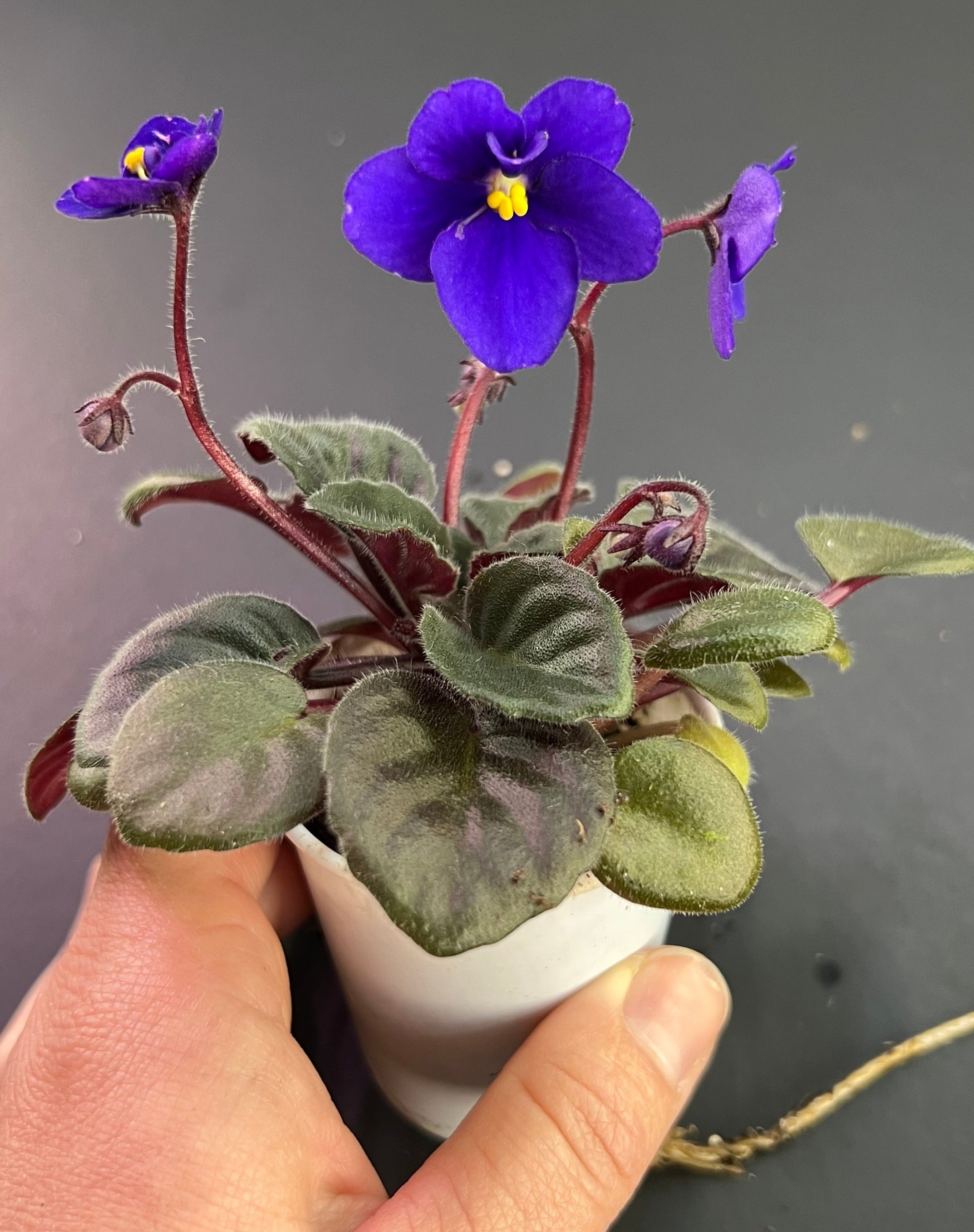 Kentucky Dogwood Dimples