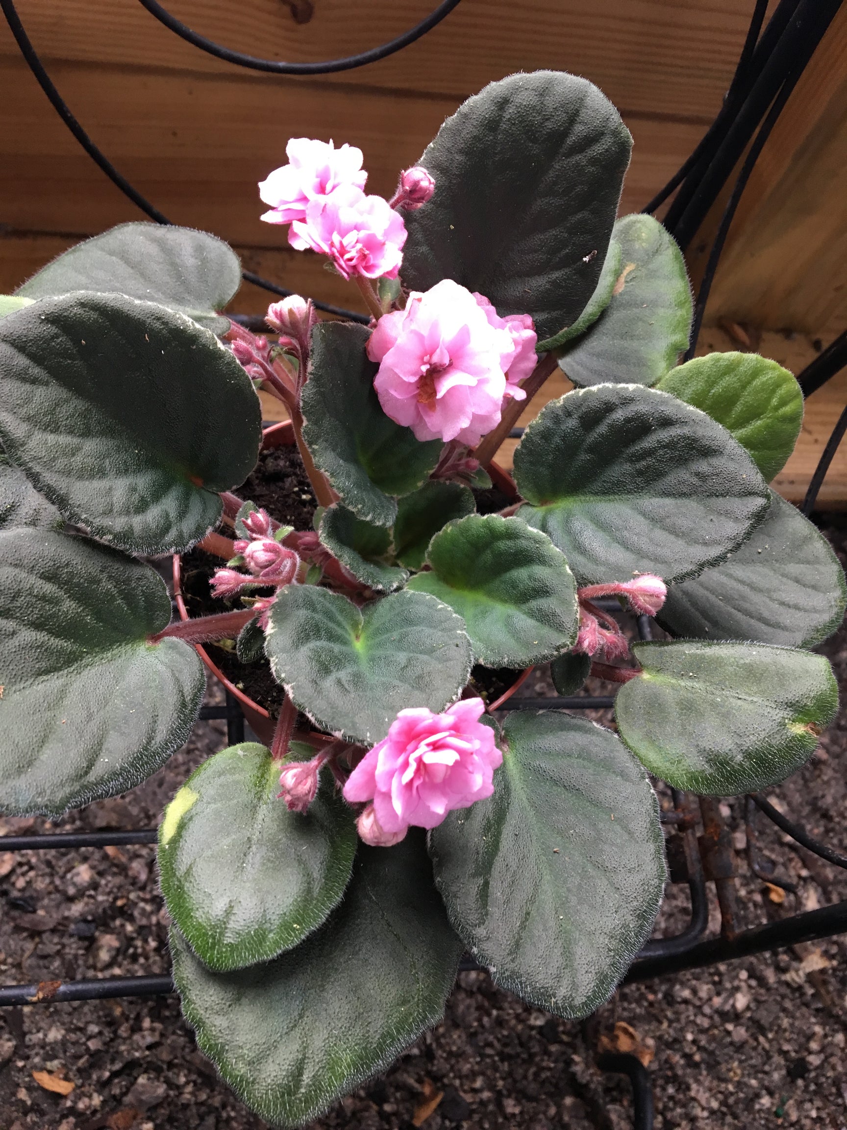 "Cajun's Roses Anyone" African Violet 2" LIVE PLANT Appalachian Violets