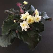 Load image into Gallery viewer, "Jolly Sunburst" African Violet- 2" LIVE PLANT
