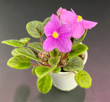 Load image into Gallery viewer, &quot;Indian Trail&quot; African Violet- 2&quot; LIVE PLANT
