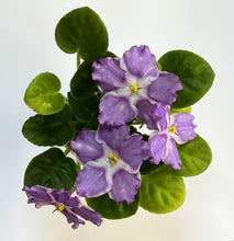 Load image into Gallery viewer, &quot;Birth of Galaxy&quot; (LE-Rozhdenie Galactiki) African Violet- 2&quot; LIVE PLANT
