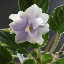 Load image into Gallery viewer, &quot;Hunter&#39;s Blue Northern&quot; African Violet- 2&quot; LIVE PLANT
