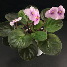 Load image into Gallery viewer, &quot;Allegro Epicenter&quot; African Violet- 2&quot; LIVE PLANT
