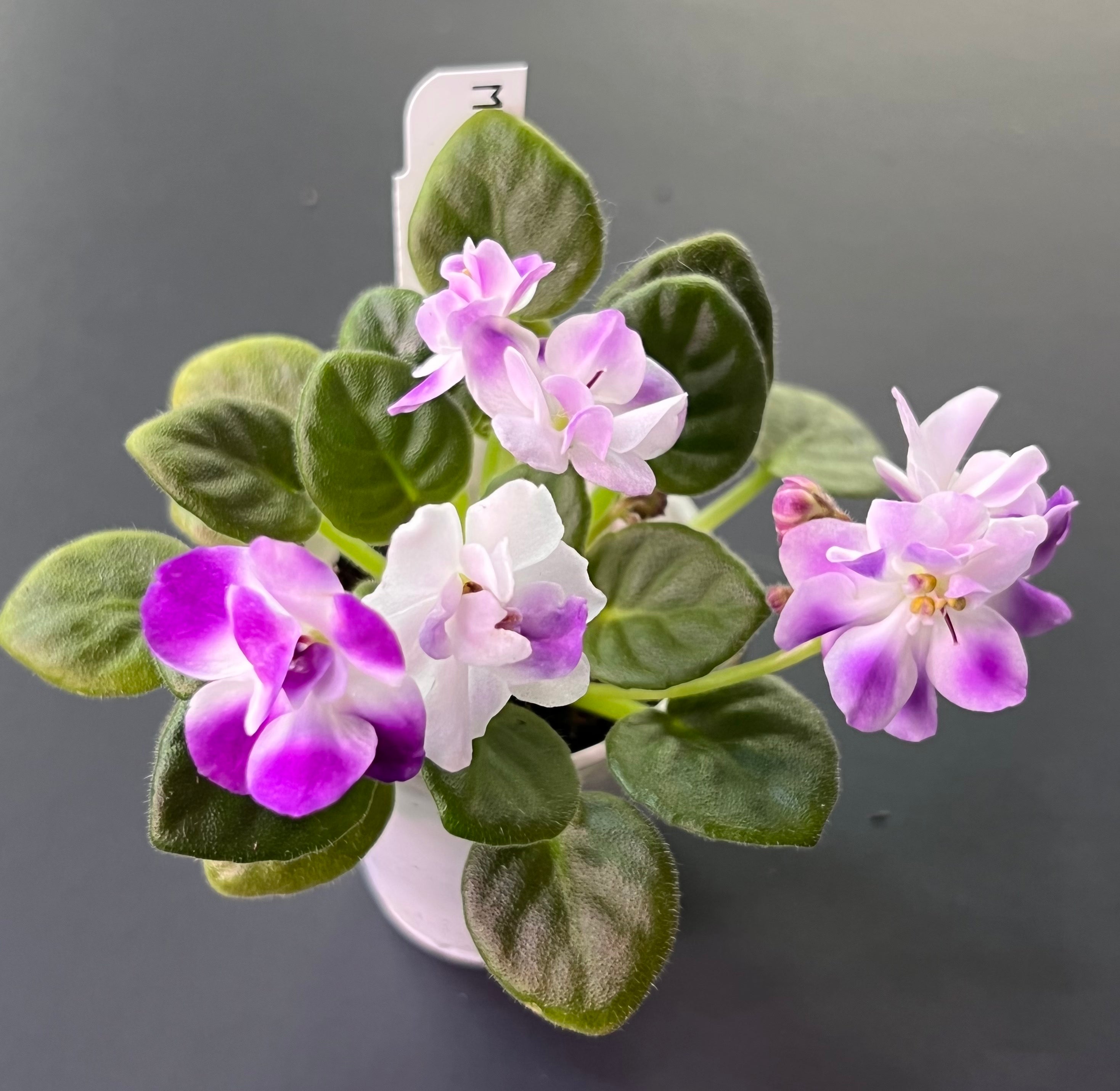 "Munchkin Kisses" African Violet- 2" LIVE PLANT