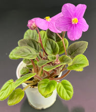 Load image into Gallery viewer, &quot;Indian Trail&quot; African Violet- 2&quot; LIVE PLANT
