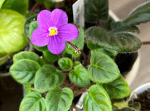 Load image into Gallery viewer, &quot;Indian Trail&quot; African Violet- 2&quot; LIVE PLANT
