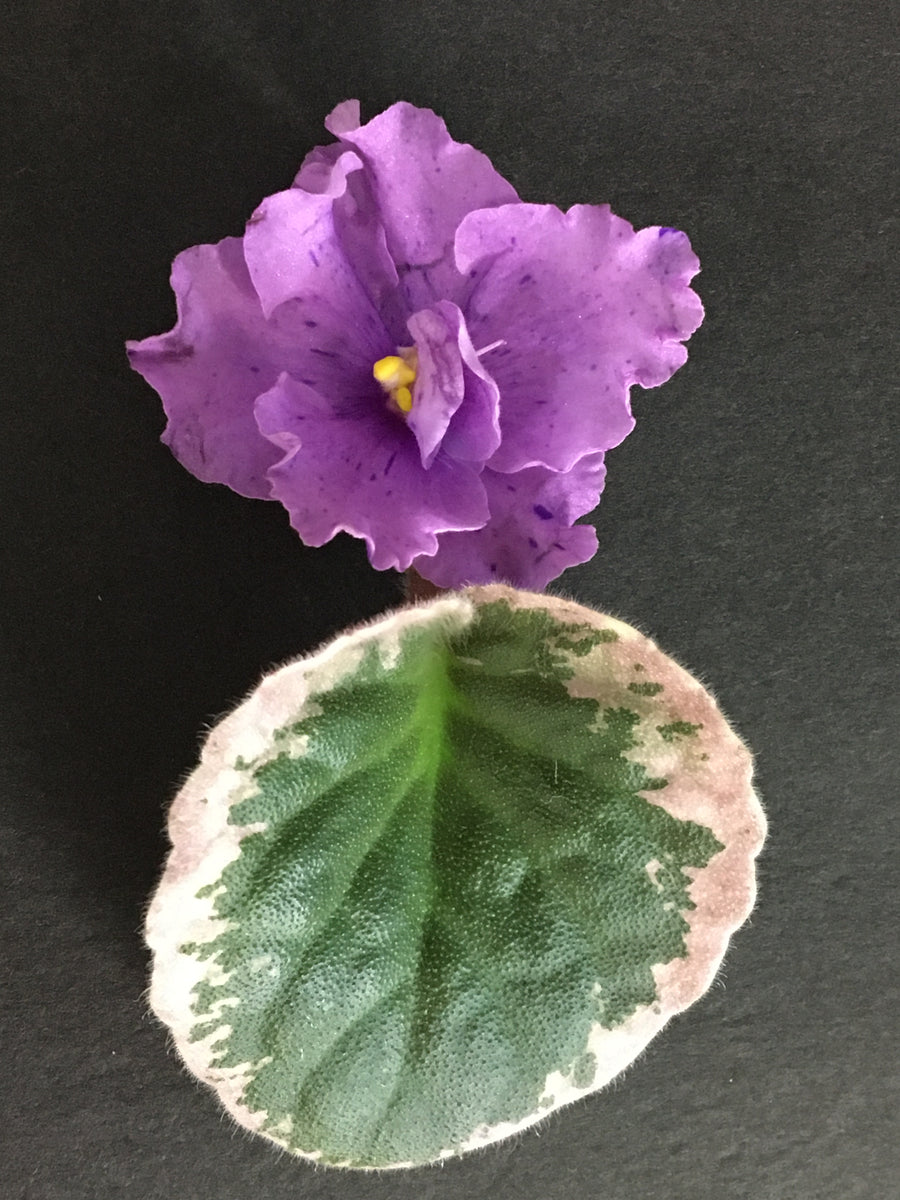 "Buckeye Country Gal" African Violet 2" LIVE PLANT Appalachian Violets