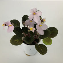 Load image into Gallery viewer, &quot;Wesley&#39;s Friend of Dorothy&quot; African Violet- 2&quot; LIVE PLANT
