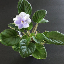 Load image into Gallery viewer, &quot;Hunter&#39;s Blue Northern&quot; African Violet- 2&quot; LIVE PLANT
